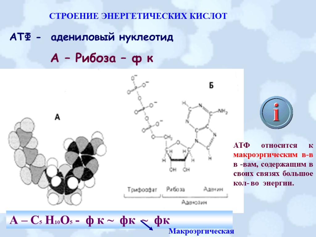 СТРОЕНИЕ ЭНЕРГЕТИЧЕСКИХ КИСЛОТ АТФ - адениловый нуклеотид А – Рибоза – ф к А